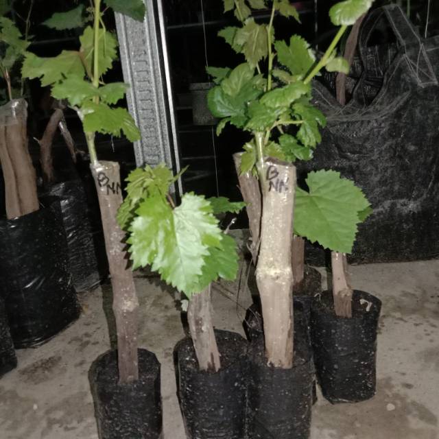 

Anggur import banana