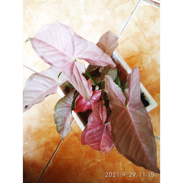 syngonium pink Robusta