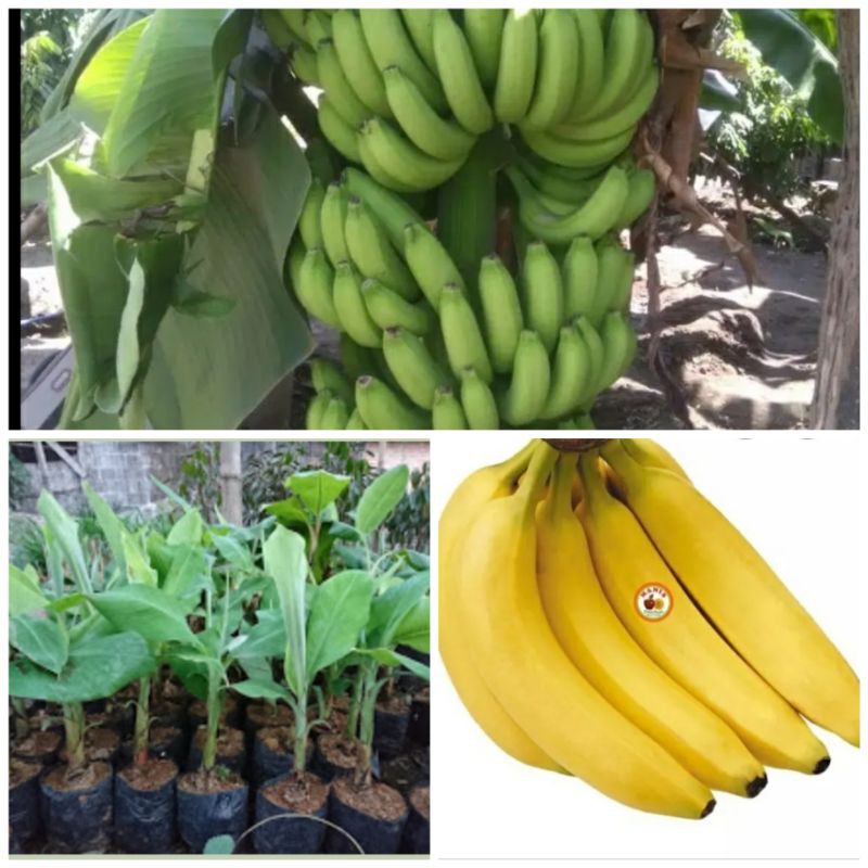 

bibit pisang cavendish unggul