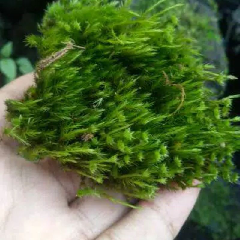 

Limut hidup asli