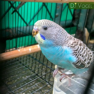 Burung Parkit Yf Biru Kuning Shopee Indonesia