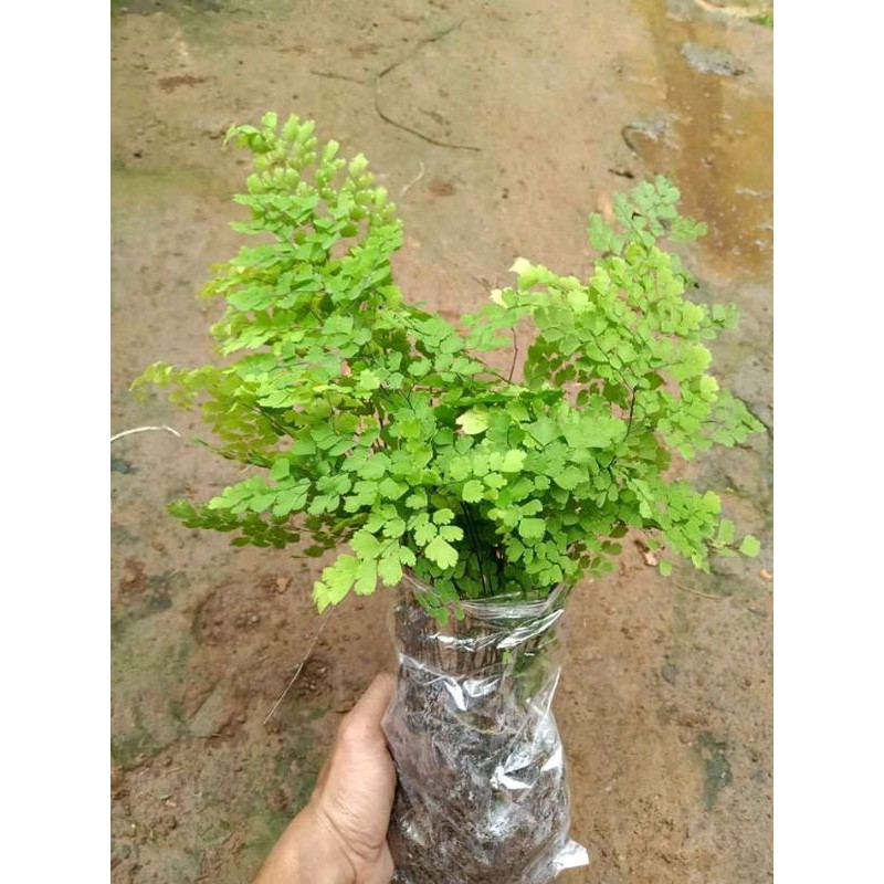 tanaman hias suplir daun kecil