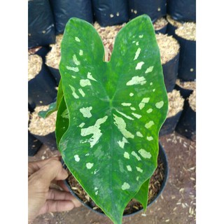 Tanaman hias keladi army Shopee Indonesia Tanaman hias keladi army Shopee Indonesia