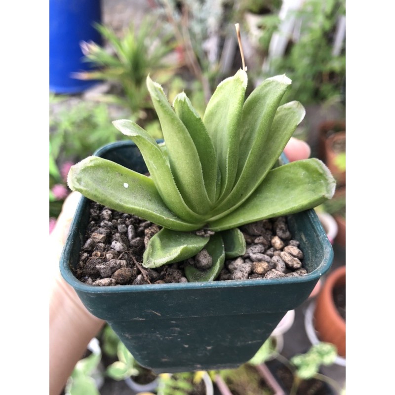 haworthia truncata