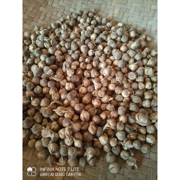 

buah kapol kering per 100 gram