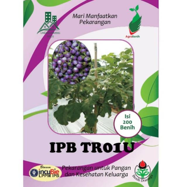 Benih Terong Lalab Ungu Bulat Kecil IPB TR01U