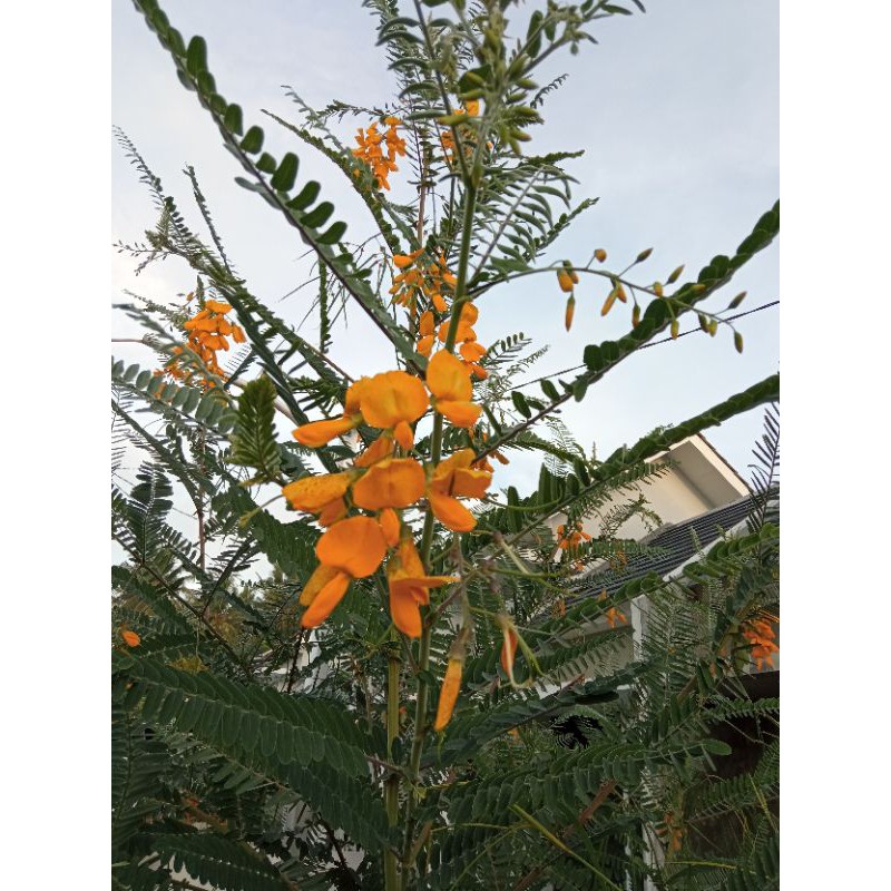 Turi Kencana/di jual biji turi kencana atau turi kuning.