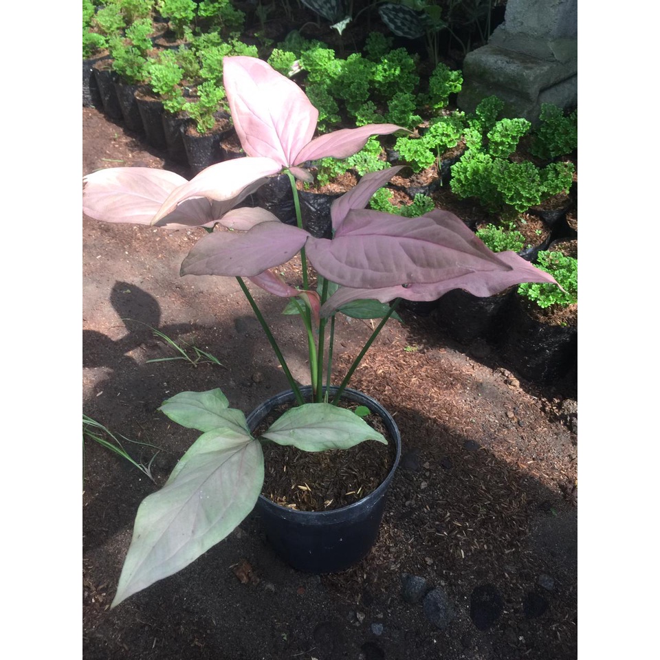 Syngonium pink allusion daun1 tanaman hias