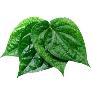 

daun sirih per ikat fresh