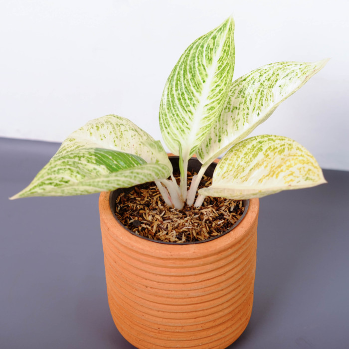 AGLAONEMA LEGACY HIJAU (tanaman)