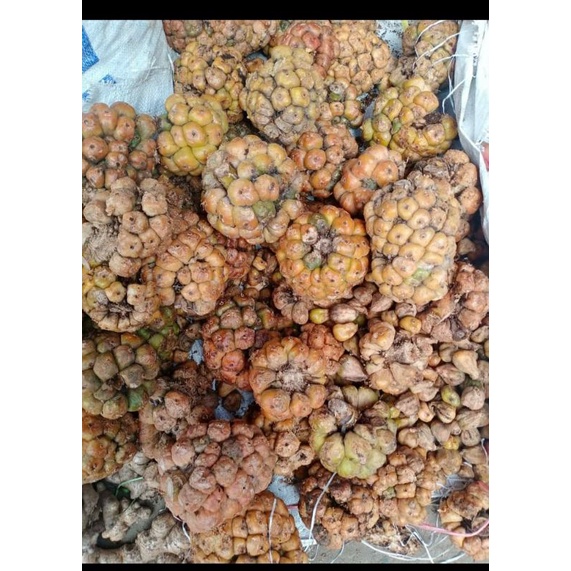 

Acem Cikala/Patikala 1kg Asli Medan