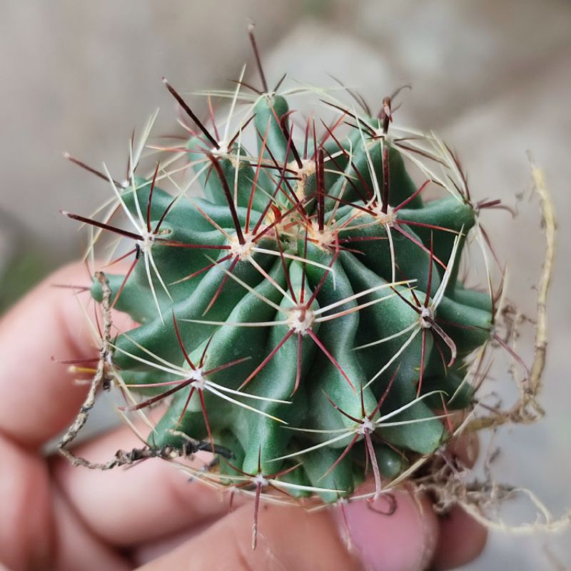 Kaktus Ferocactus Ownroot Murah