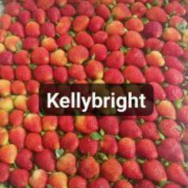 

Strawberry Fresh
