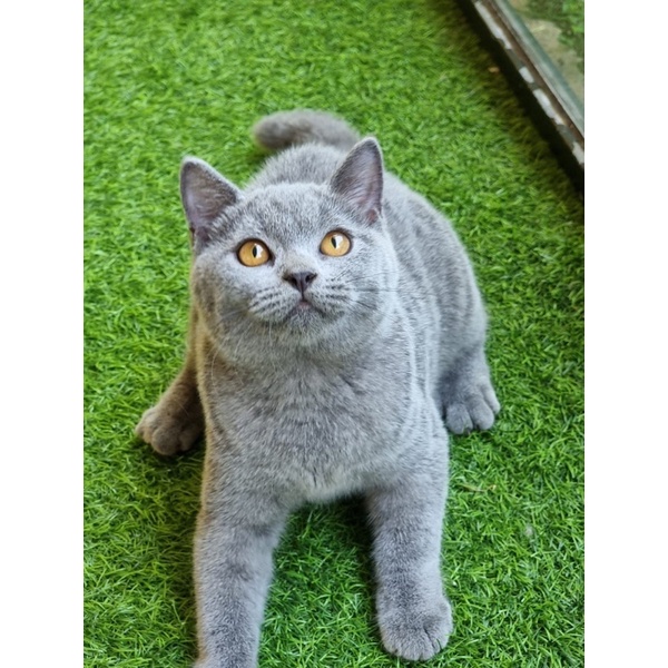 Kucing british shorthair jantan