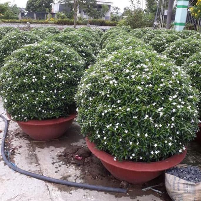 Dapatkan Tanaman Seribu Bintang / Serissa Foetida Ori