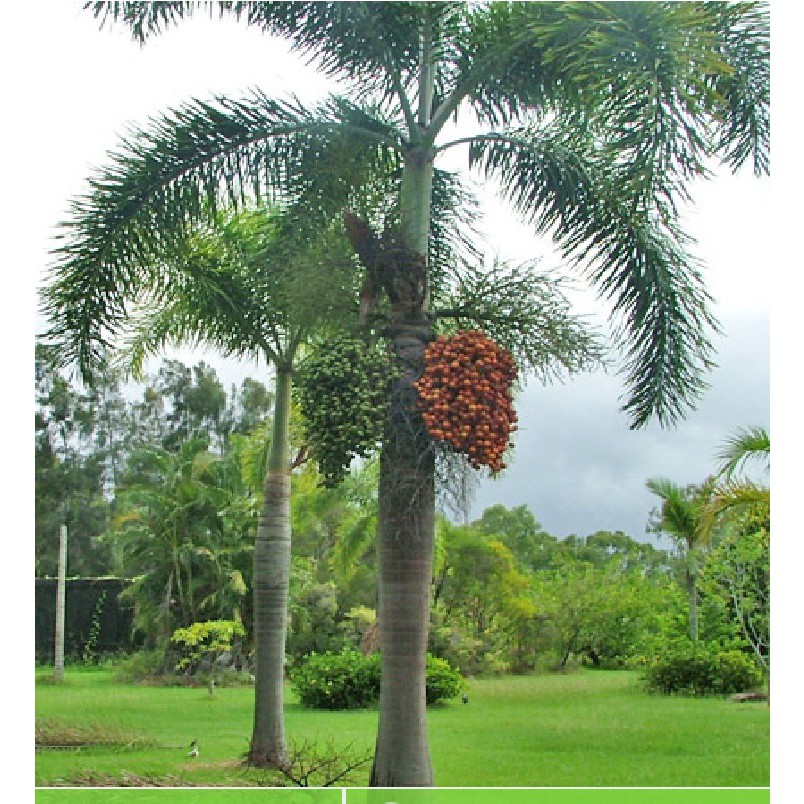 Benih Palem Ekor Tupai