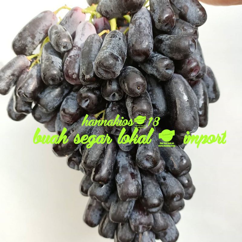 ANGGUR SAPPHIRE MOONDROP 1KG