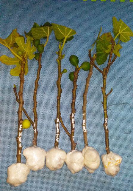 Bibit Buah Tin Verte Fc