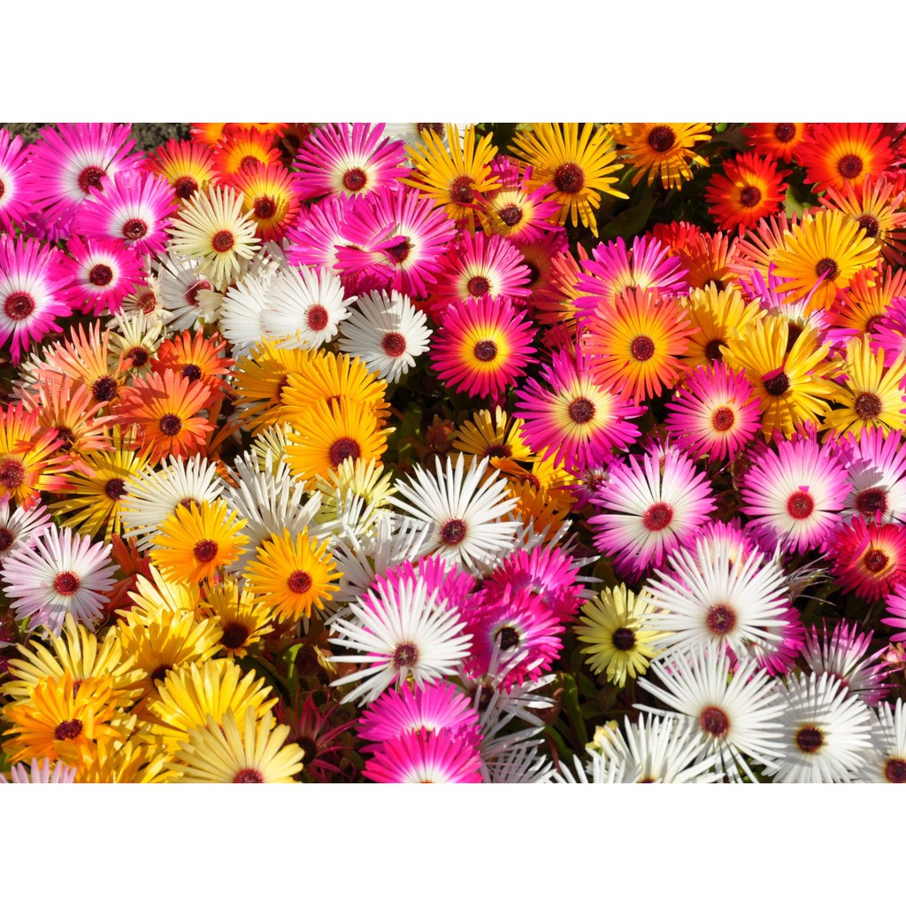 Benih Bibit Biji - Bunga Ice Plant Livingstone Daisy Mix Mesembryanthemum criniflorum (Tahan Panas)