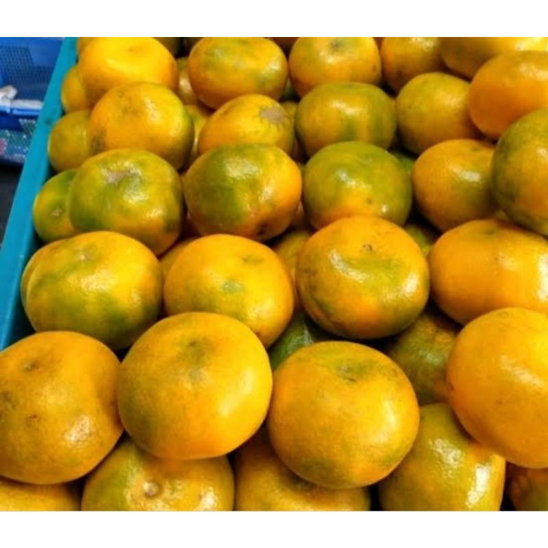 

JERUK MEDAN MANIS PER 1 KG