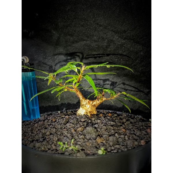 shito. mame. bonsai beringin california / ficus california real pictures
