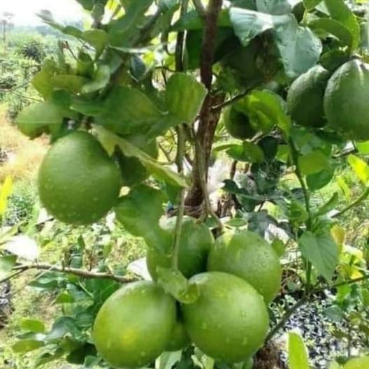 Pohon Jeruk Nipis-Jeruk Nipis Jumbo Sudah Berbuah