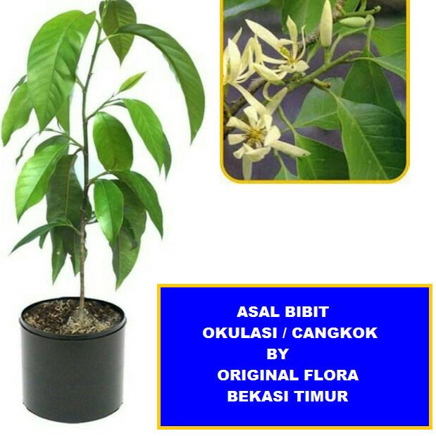 ☋ Bibit Cempaka Bibit Bunga Cempaka Bibit Kantil Bunga Kantil Putih ✿