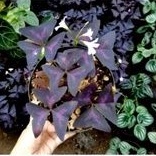 tanaman hias bibit bunga kupu kupu ungu