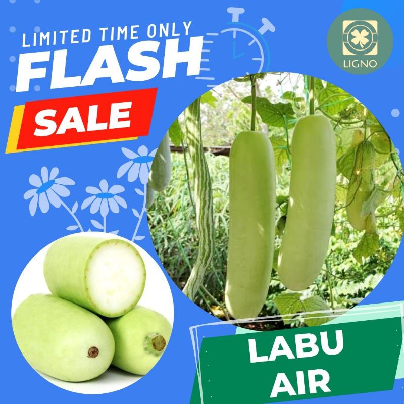 Benih (isi-3) LABU AIR Biji Sayur Labu Siam - Flash Sale