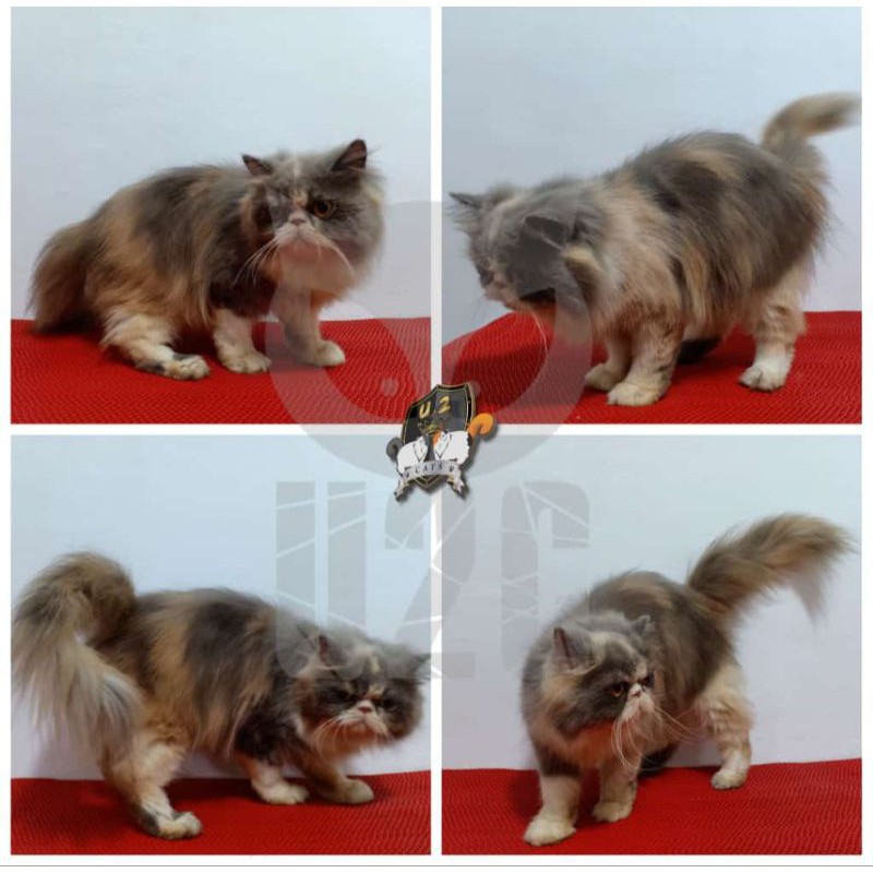 KUCING PEAKNOSE DILUTE CALICO BETINA