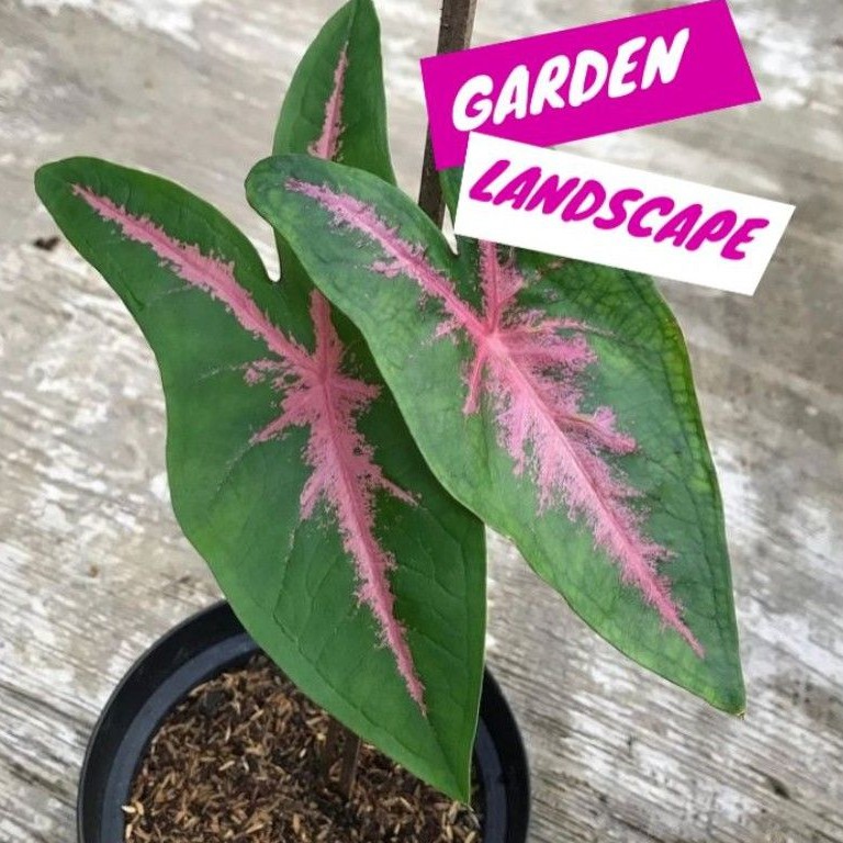 Tanaman Hias Caladium Pink Rabbit - Keladi Pink Rabbit