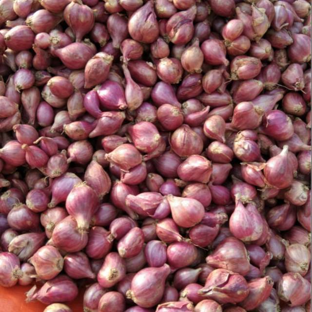

Bawang merah brebes 1KG