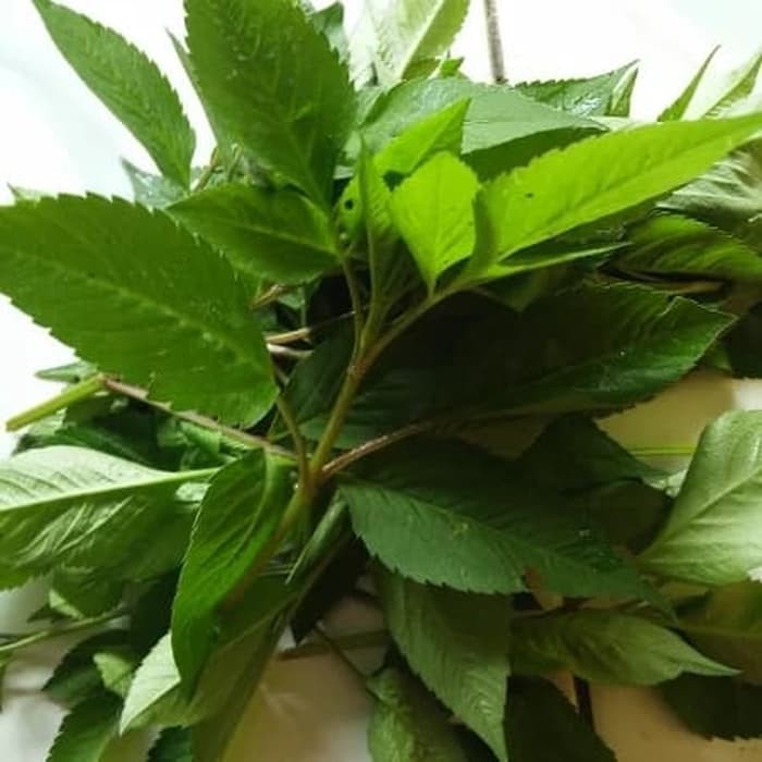 

Daun Ajeran atau Hareuga Segar 500 gram
