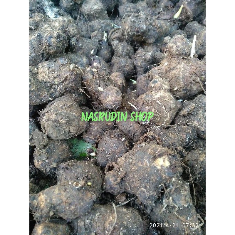 BIBIT RIMPANG TALAS BENENG 1KG KULIT BENENG/TELOR BENENG BIBIT UMBI TALAS BENENG/TALAS MENTEGA