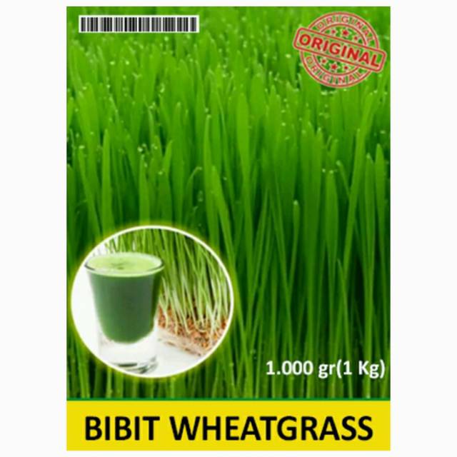 Benih Bibit Biji / Wheatgrass Gandum / Rumput Gandum / Makanan Kucing
