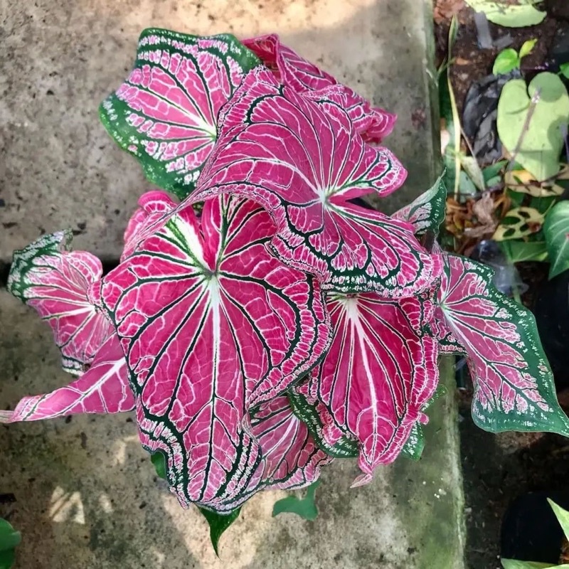 Tanaman hias keladi wayang keladi - Tanaman Indoor - Tanaman Outdoor - tanaman hias hidup - bunga hi