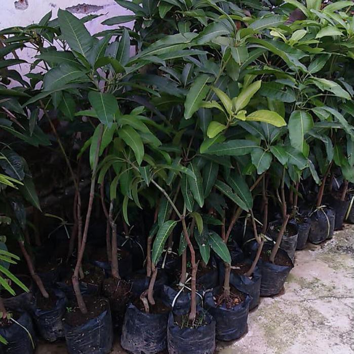 Bibit Mangga Manalagi Okulasi Cepat Berbuah