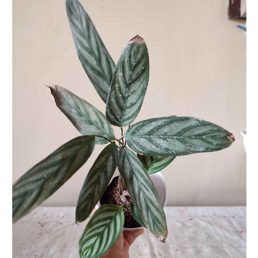 Bunga Kalatea Calathea Ctenanthe Oppenheimiana Cantik Murah Berkualitas