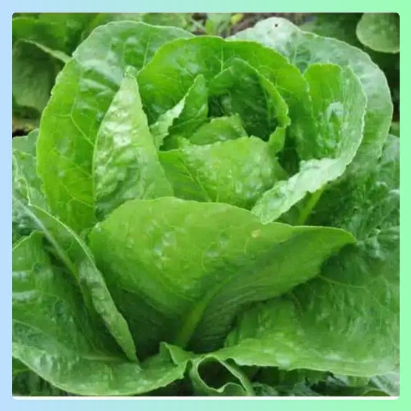 20 Benih Selada  Green ROMAINE