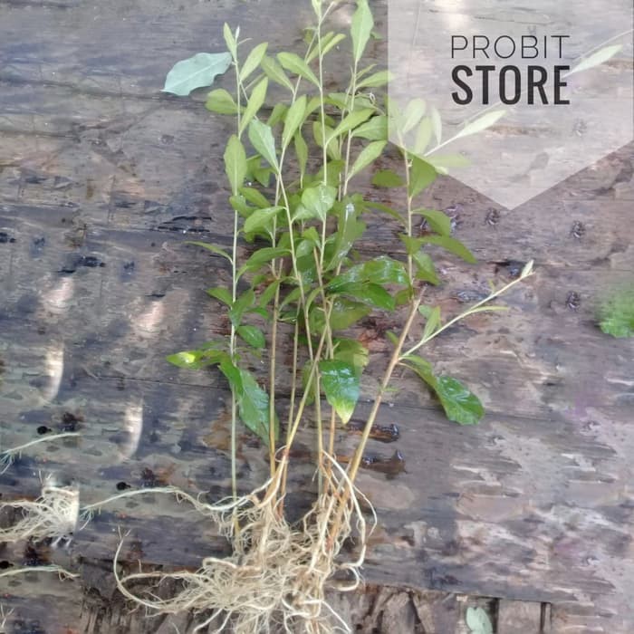 li kwan yu / Lee kwan yew / lee kwan yu / li kwan yew