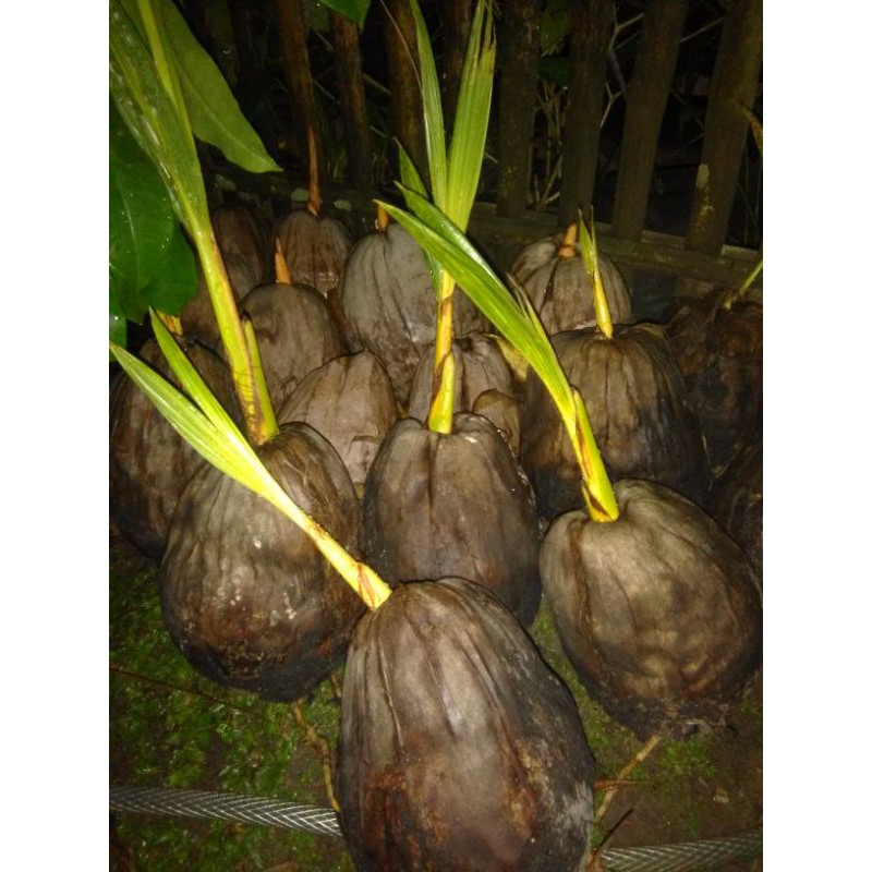 KELAPA GADING kuning