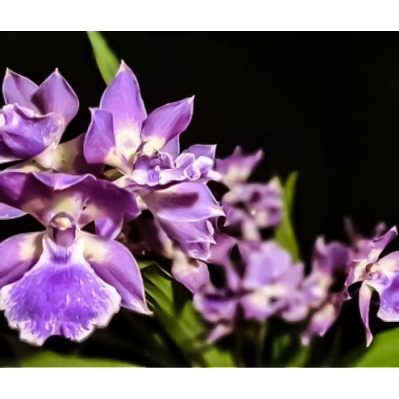 Anggrek Oncidium Zigonisia Murasaki