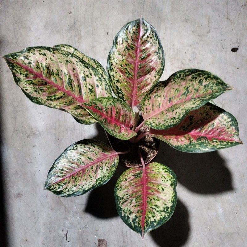 aglonema sweet dream