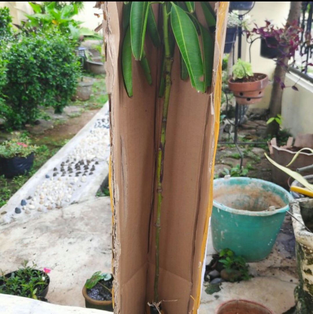 Terlaris  Bibit Tanaman Buah Alpukat Hass Asli!!!!