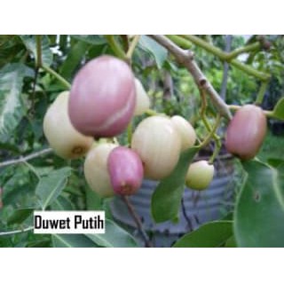 10 benih biji buah duwet putih (juwet)