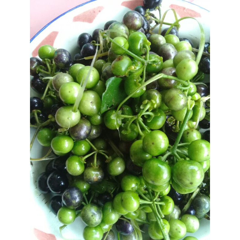 

Buah lenca segar baru di petik 500 gram