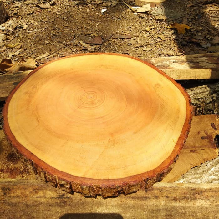 Ready Natural wood slice diameter 26-28 cm coated with water based varnish