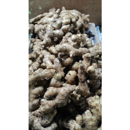 

jahe super medan