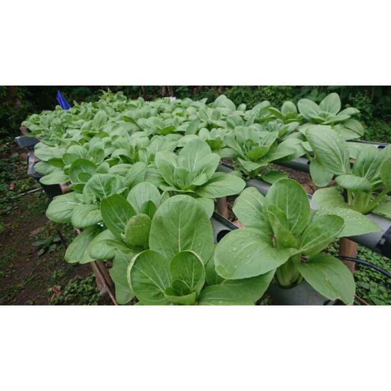 

Pakcoy hidroponik 50 grm 3000 sd 5000