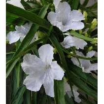 Tanaman Ruellia Bunga Putih